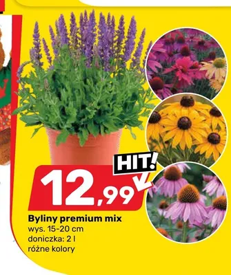 Byliny premium mix wys. 15-20cm doniczka 2l promocja w Bricomarche