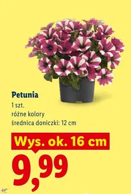 Petunia promocja w Lidl