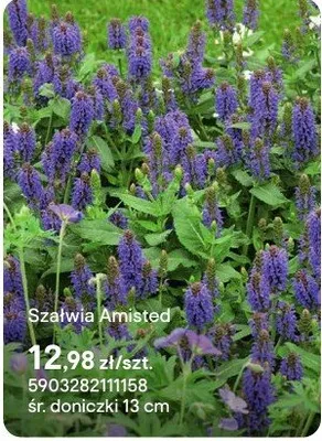 Szałwia Amisted promocja w Castorama