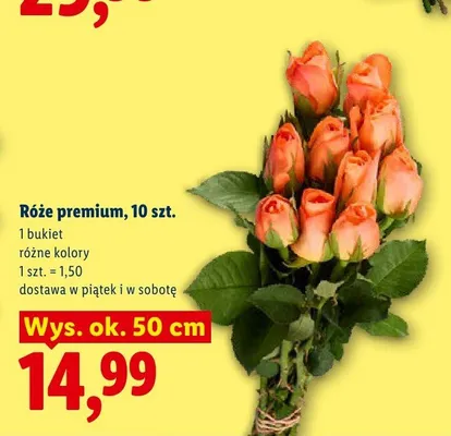 Róże premium promocja w Lidl
