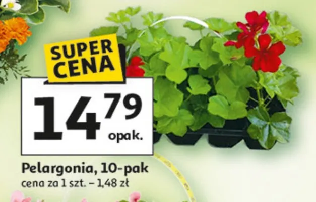 Pelargonia 10-pak promocja w Auchan