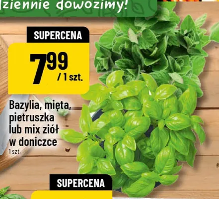 Mix ziół w doniczce promocja w POLOmarket