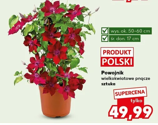 Powojnik wielkokwiatowe pnącze promocja w Kaufland