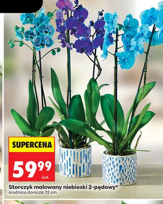 Storczyk malowany niebieski 2-pędowy promocja w Biedronka