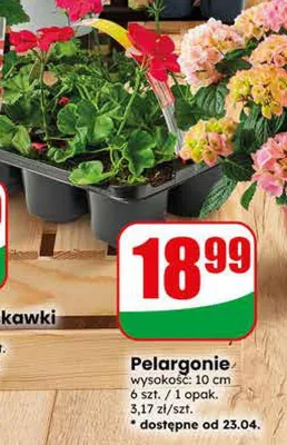 Pelargonie promocja w Dino