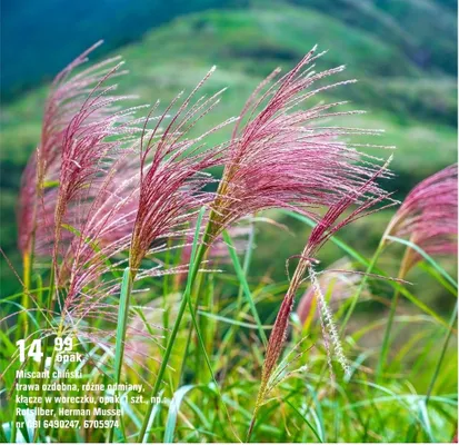 Miscant chiński trawa ozdobna, różne odmiany, kłącze w woreczku, opak. 1 szt. promocja w OBI