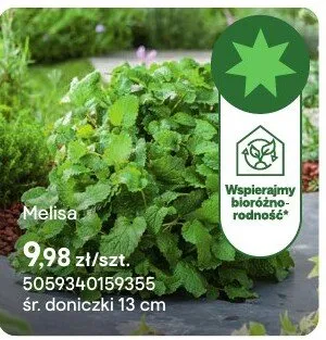 Zioła Melisa promocja w Castorama