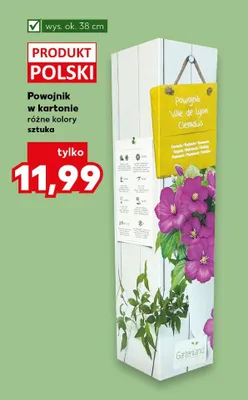 Powojnik w kartonie różne kolory  promocja w Kaufland