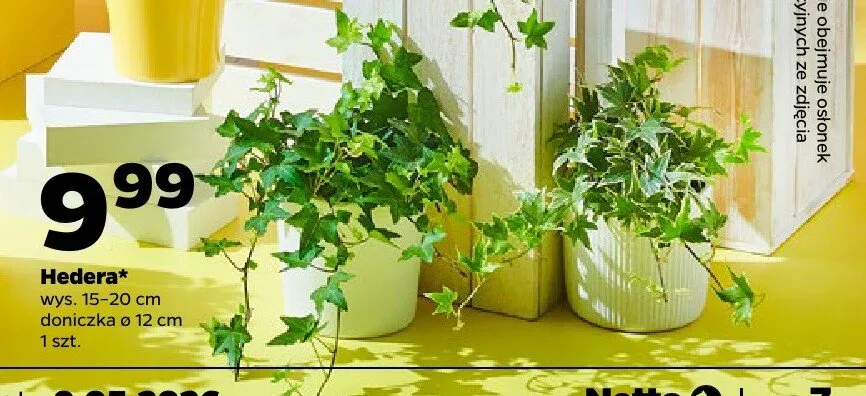 Hedera wys. 15-20cm doniczka ø 12cm promocja w Netto