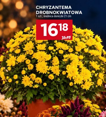 Chryzantema drobnokwiatowa średnica doniczki 21 cm promocja w Stokrotka