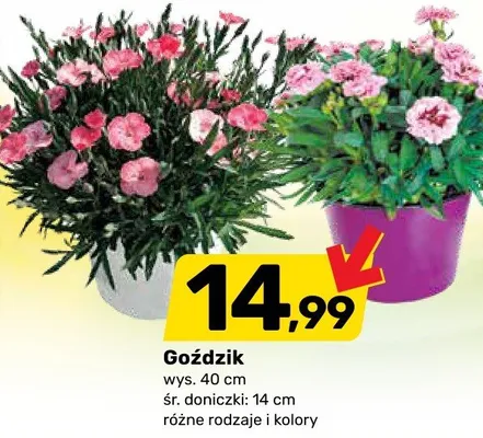 Goździk promocja w Bricomarche