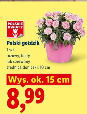Polski goździk różowy promocja w Lidl