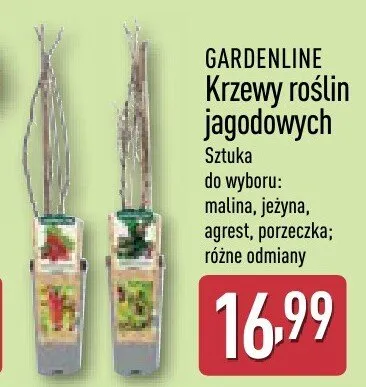 Krzewy roślin jagodowych promocja w Aldi