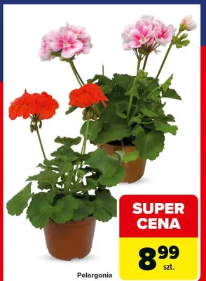 Pelargonia promocja w Carrefour