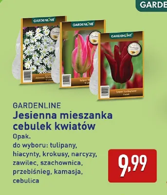 Jesienna mieszanka cebulek kwiatów przebiśnieg Gardenline promocja w Aldi