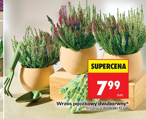 Wrzos pączkowy dwubarwny promocja w Biedronka