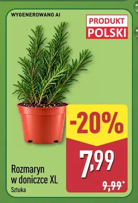 Rozmaryn w doniczce XL promocja w Aldi