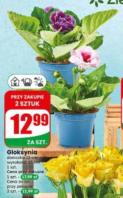 Gloksynia promocja w Dino
