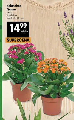 Kalanchoe Queen średnica doniczki 12cm promocja w Delikatesy Centrum