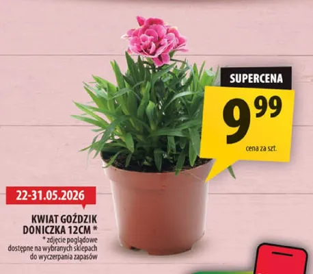 Kwiat goździk doniczka 12cm promocja w Arhelan