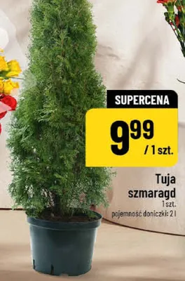 Tuja szmaragd promocja w POLOmarket