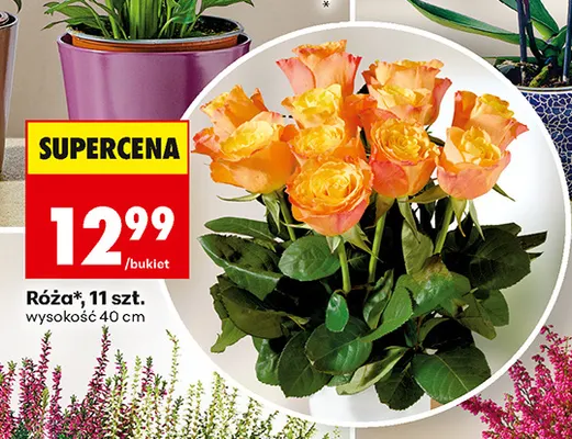Róża promocja w Biedronka