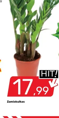 Zamiokulkas promocja w Bricomarche