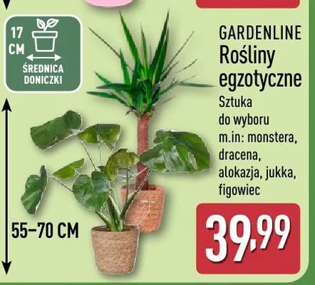 Rośliny egzotyczne GARDENLINE promocja w Aldi