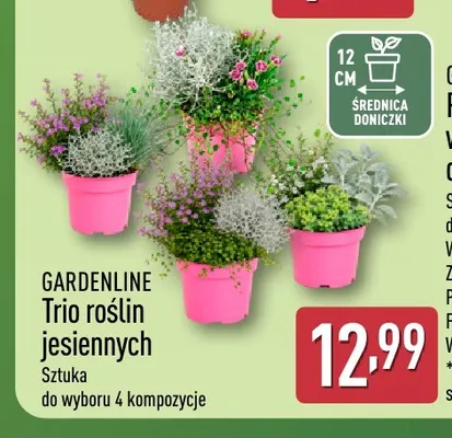 Trio roślin jesiennych Gardenline promocja w Aldi