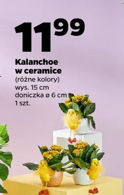 Kalanchoe w ceramice promocja w Netto