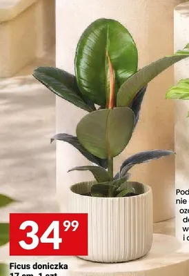 Ficus doniczkowa 17 cm promocja w Twój Market