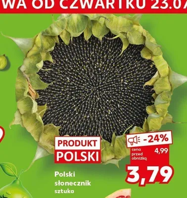 Słonecznik polski promocja w Kaufland
