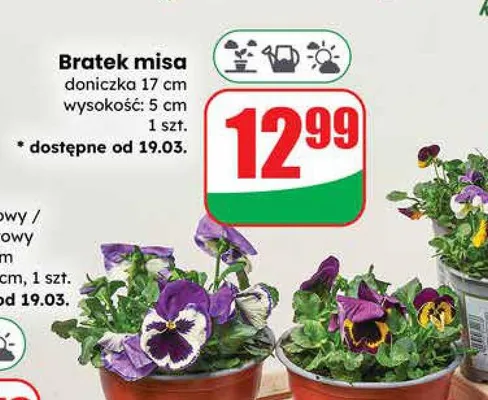 Bratek misia doniczka 17 cm wysokość: 5 cm promocja w Dino