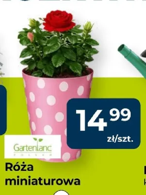 Róża miniaturowa promocja w PSB Mrówka