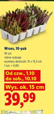 Wrzos 10-pak promocja w Lidl