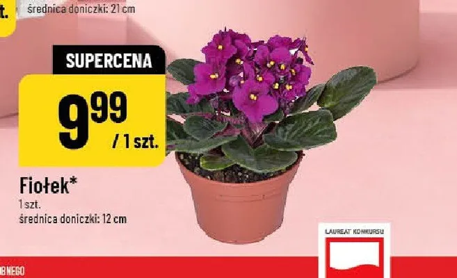 Fiołek średnica doniczki 12cm promocja w POLOmarket
