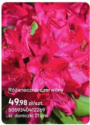 Różanecznik czerwony promocja w Castorama