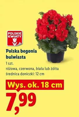 Polska begonia bulwiasta czerwona promocja w Lidl