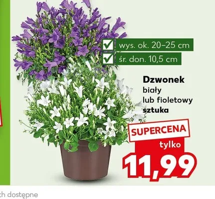 Dzwonek promocja w Kaufland