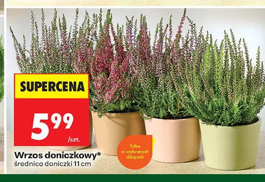 Wrzos doniczkowy promocja w Biedronka