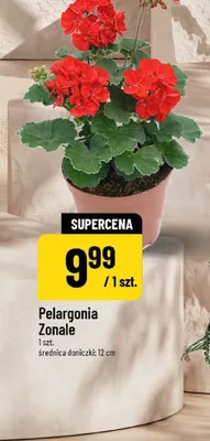 Pelargonia zonale promocja w POLOmarket