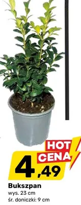 Bukszpan promocja w Bricomarche
