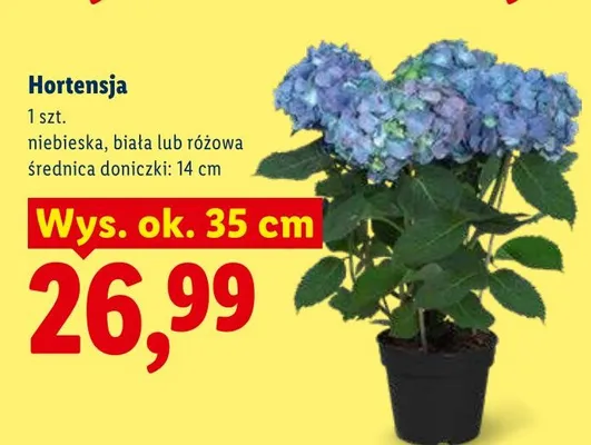Hortensja niebieska, biała lub różowa Lidl promocja w Lidl