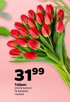 Tulipan polski 35 cm promocja w Netto