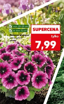 Petunia wisząca różne kolory Kaufland promocja w Kaufland
