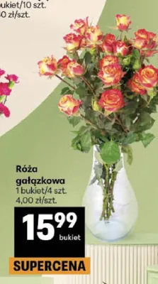 Róża gałązkowa promocja w Delikatesy Centrum