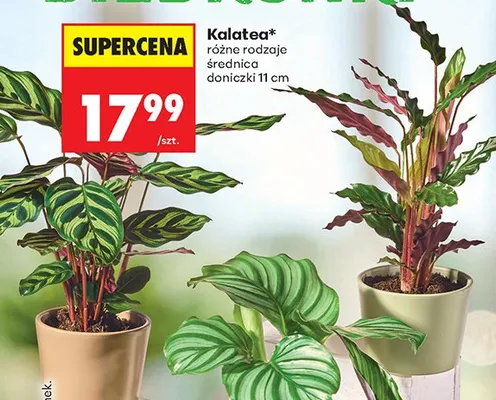 Kalatea średnica doniczki 11cm promocja w Biedronka