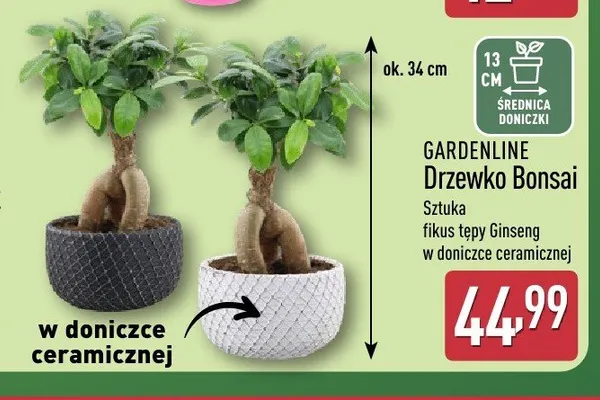 Drzewko Bonsai Gardenline promocja w Aldi