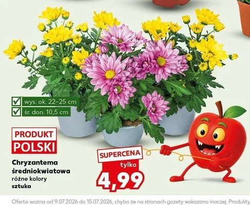 Chryzantema średniokwiatowa promocja w Kaufland