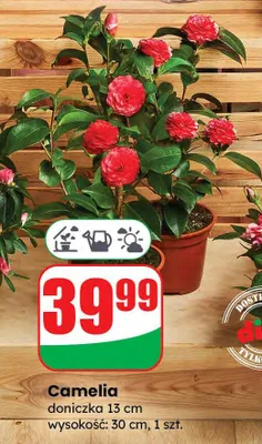 Camelia 30 cm, w doniczce promocja w Dino
